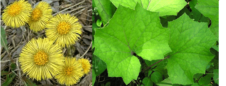 Living Off the Land: 52 Highly Nutritious, Wild-Growing Plants You Can Eat Coltsfoot-coughwort-tussilago-farfara
