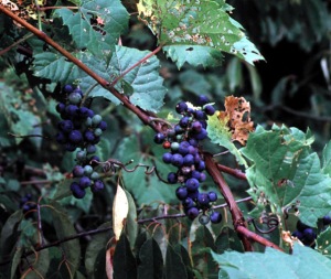 Wild Grape Vine (Riverbank Grape) Vitis riparia
