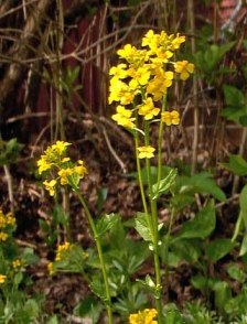 Yellow Rocket (Wintercress) Barbarea vulgaris